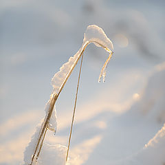 фото "Снежный плен"