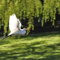 photo "Great Egret"