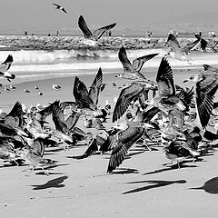 photo "Seagulls and... shadows...""