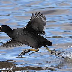 photo "Coot"