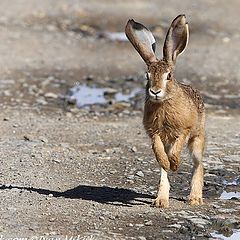 photo "Hare"