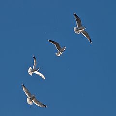 photo "Bread Fight II"