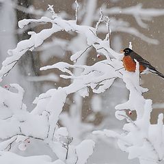 фото "зимняя зарисовка"