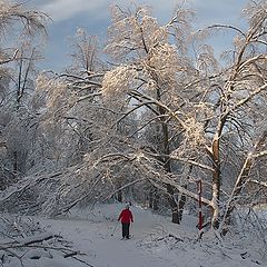 фото ""Снегирь" на лыжах."