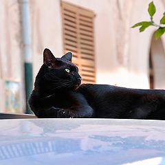 photo "Cat on the hot roof"