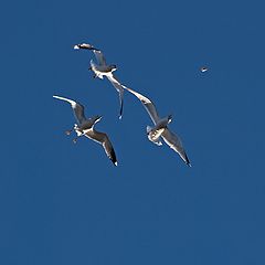 photo "Bread Fight III"