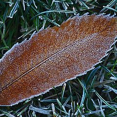 photo "Frosty Morn"