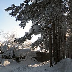 фото "Пробежка по морозу."