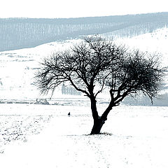 photo "Alone in the vast white / Один в обширном белом"