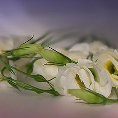 photo "***"