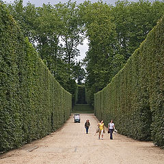 photo "a green corridor of Versailles"