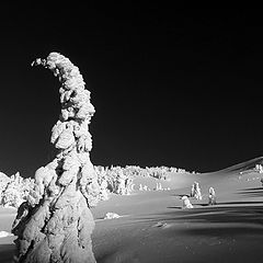 photo "Snow Ghosts"