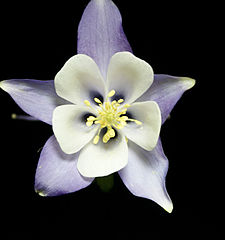 photo "Columbine"