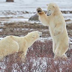 фото "Основы дрессировки:Сидеть!!!"