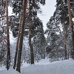 фото "зима в сосновом лесу"