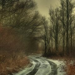 фото "Lane in the Woods"