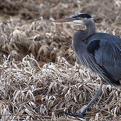photo "Great Blue Heron in winter grass"
