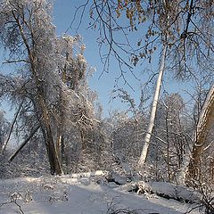 фото "Остатки липовой рощи."