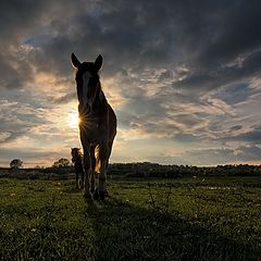 фото "На закате дня"