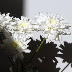 фото "Хризантемы"