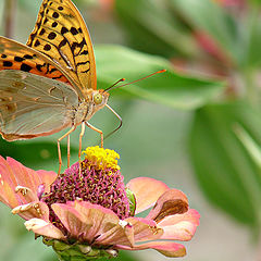 фото "Перламутровка пандора (лат. Argynnis pandora)"