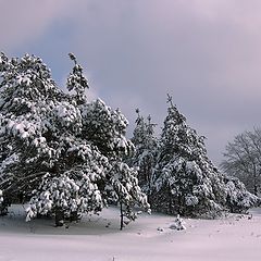 фото "В январе"