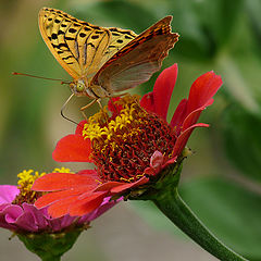 photo "Перламутровка пандора (лат. Argynnis pandora)"