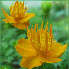 photo "Trollius"