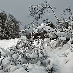 photo "The Winter Beauty"