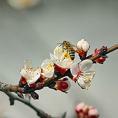 фото "Первая"