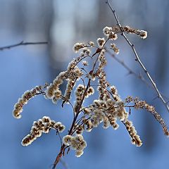 photo "***"