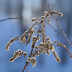 фото "Зимние цветы"