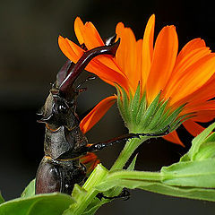 фото "Lucanus cervus"