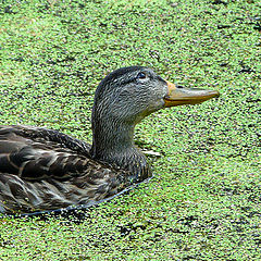 photo "dreamy duck"