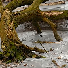 photo "frozen pond"