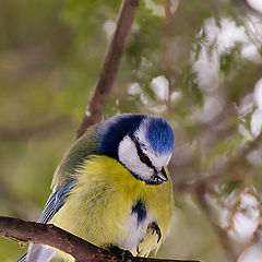 photo "An Offended Birdy"