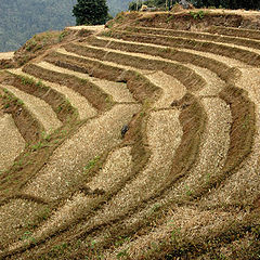 photo "step farming"