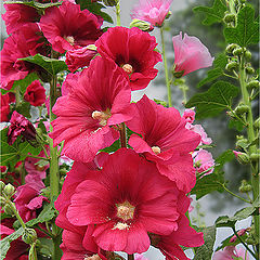 photo "Malva (Alcea rosea)"