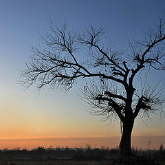 фото "the lonely tree"