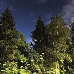 фото "В "глубине" леса"