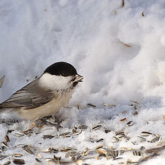 photo "Parus montanus 4"