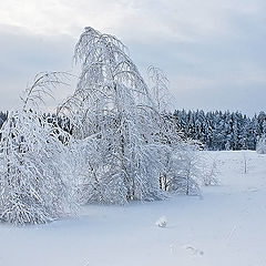 фото "В тишине"