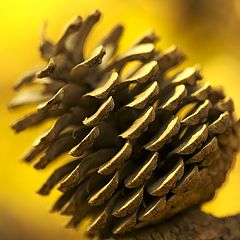 фото "about a pine-cone"
