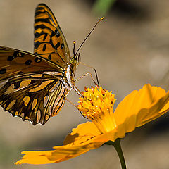 photo "Stop for lunch"