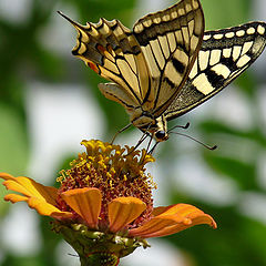 фото "Papilio machaon"