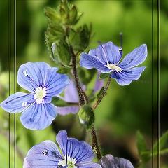 photo "Blue Little Eyes"