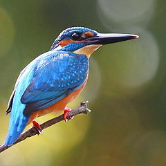 фото "kingfisher"