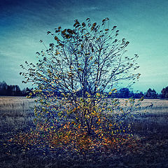 photo "The end of fall"