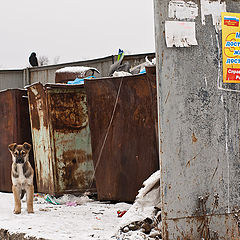 фото "Мы достойны жить достойно"