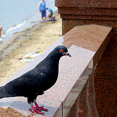 photo "Pigeon"